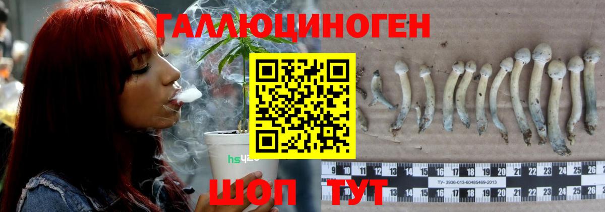 Псилоцибиновые грибы GOLDEN TEACHER  Галлюциногенные грибы прущие грибы  Дедовск  Вход с VPN 